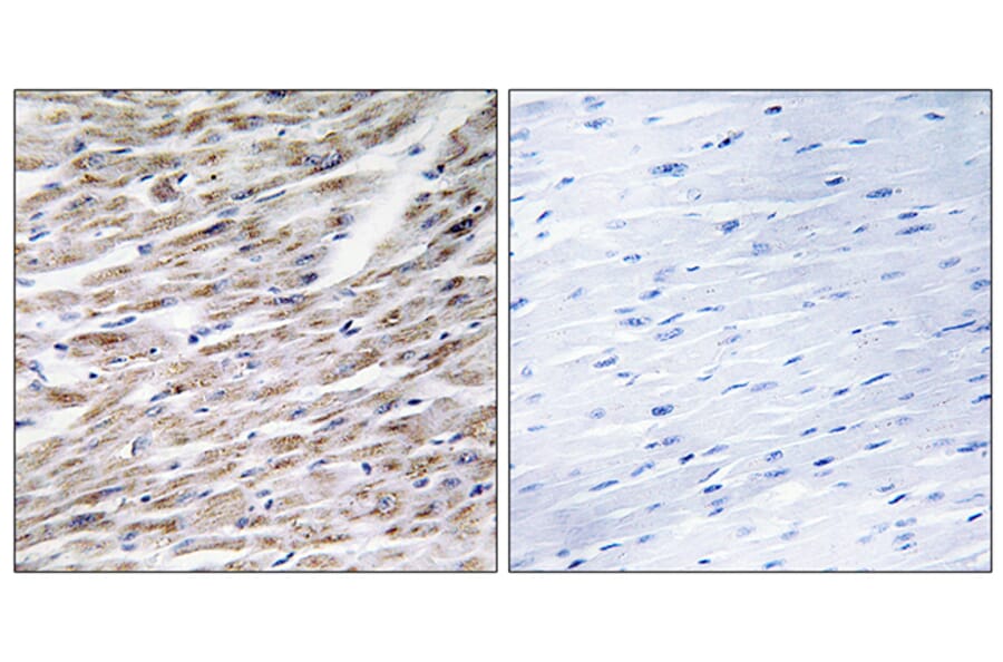 Immunohistochemistry - Anti-GRAA Antibody (C13058) - Antibodies.com