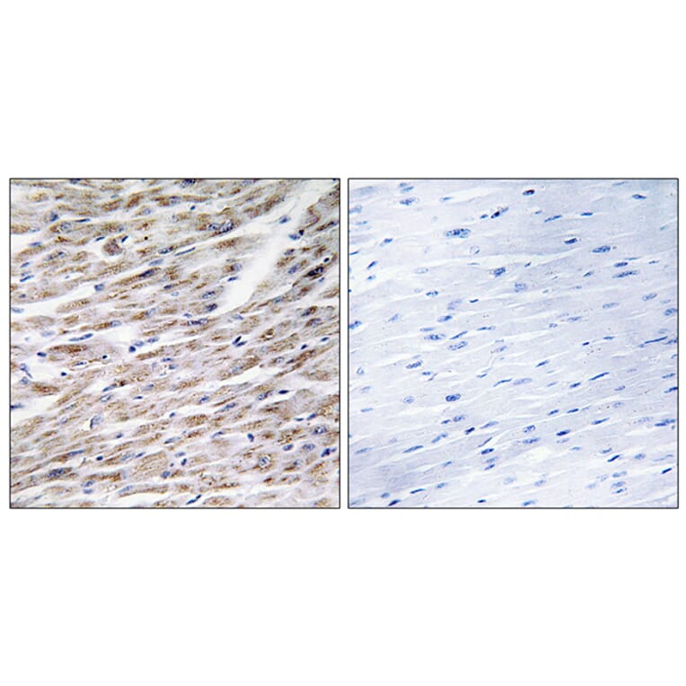 Immunohistochemistry - Anti-GRAA Antibody (C13058) - Antibodies.com