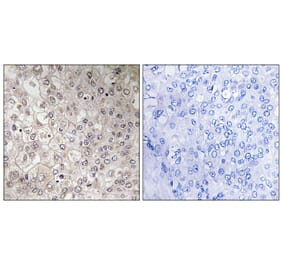 Immunohistochemistry - Anti-GIPR Antibody (G805) - Antibodies.com