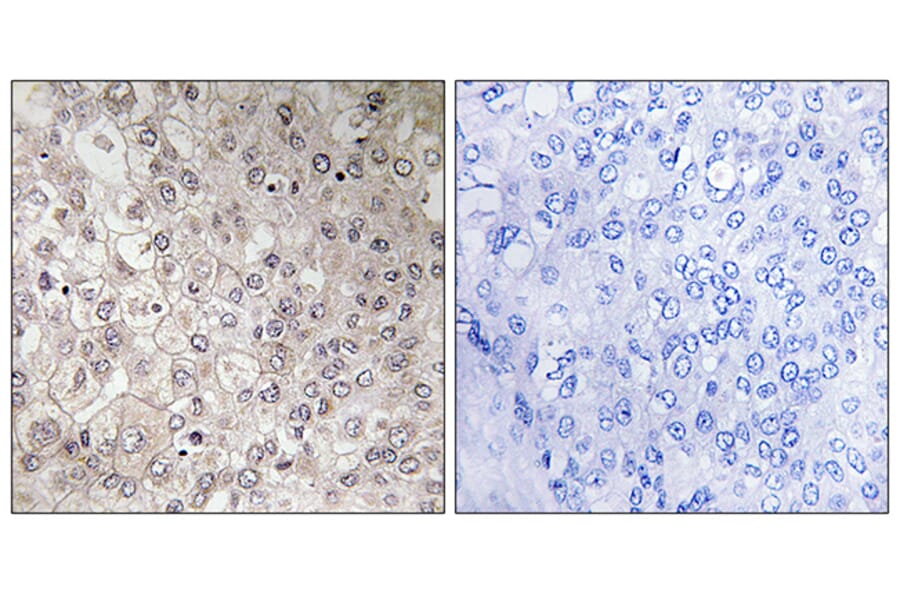 Immunohistochemistry - Anti-GIPR Antibody (G805) - Antibodies.com