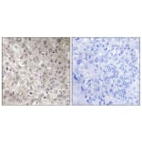 Immunohistochemistry - Anti-GIPR Antibody (G805) - Antibodies.com