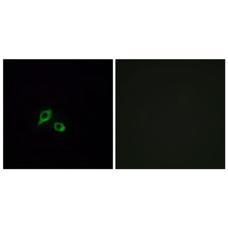 Immunofluorescence - Anti-GIPR Antibody (G805) - Antibodies.com