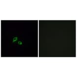 Immunofluorescence - Anti-GIPR Antibody (G805) - Antibodies.com