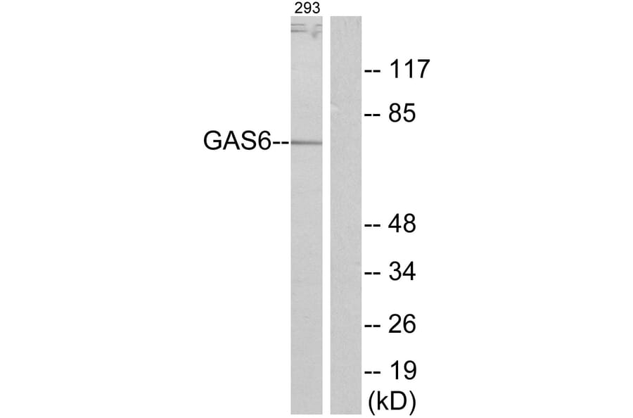 Western Blot - Anti-GAS6 Antibody (C11029) - Antibodies.com