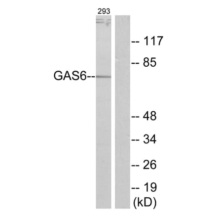 Western Blot - Anti-GAS6 Antibody (C11029) - Antibodies.com