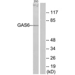 Western Blot - Anti-GAS6 Antibody (C11029) - Antibodies.com