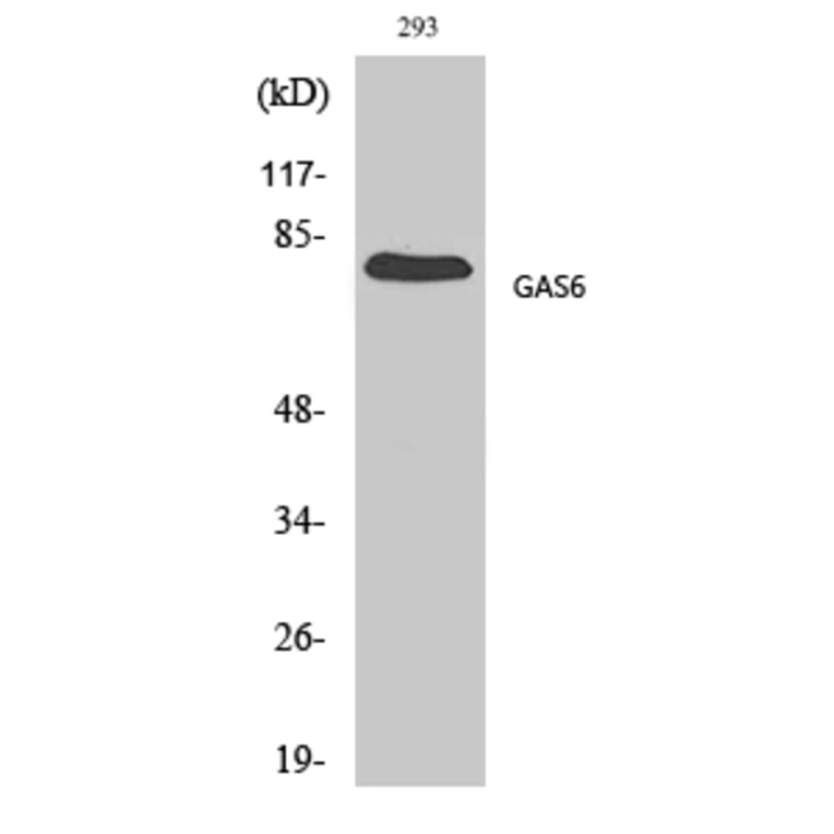 Western Blot - Anti-GAS6 Antibody (C11029) - Antibodies.com