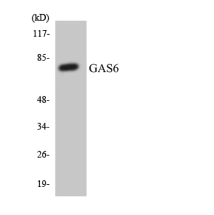 Western Blot - Anti-GAS6 Antibody (R12-2798) - Antibodies.com
