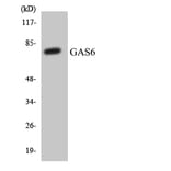 Western Blot - Anti-GAS6 Antibody (R12-2798) - Antibodies.com