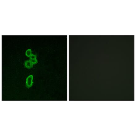 Immunofluorescence - Anti-FZD6 Antibody (G260) - Antibodies.com