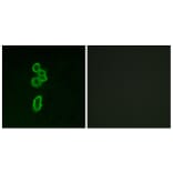 Immunofluorescence - Anti-FZD6 Antibody (G260) - Antibodies.com