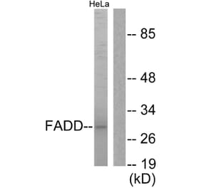 Western Blot - Anti-FADD Antibody (B0425) - Antibodies.com