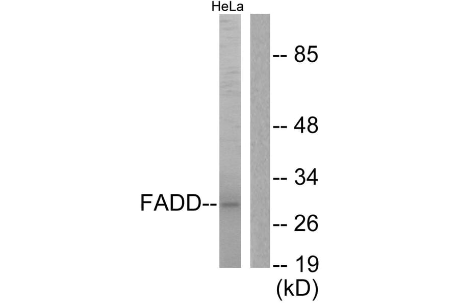 Western Blot - Anti-FADD Antibody (B0425) - Antibodies.com