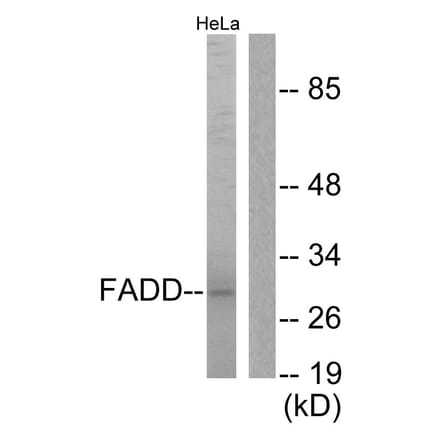 Western Blot - Anti-FADD Antibody (B0425) - Antibodies.com