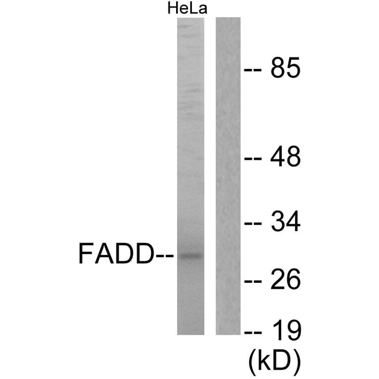 Western Blot - Anti-FADD Antibody (B0425) - Antibodies.com