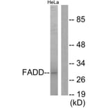 Western Blot - Anti-FADD Antibody (B0425) - Antibodies.com