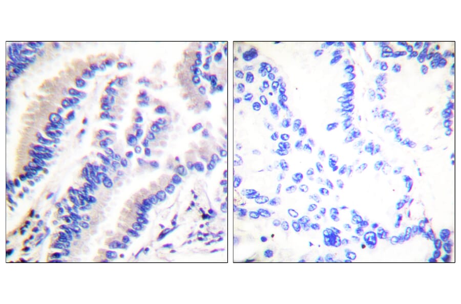 Immunohistochemistry - Anti-FADD Antibody (B0425) - Antibodies.com