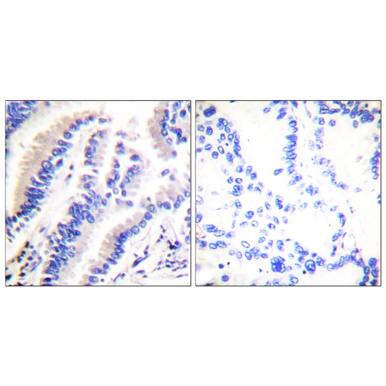Immunohistochemistry - Anti-FADD Antibody (B0425) - Antibodies.com