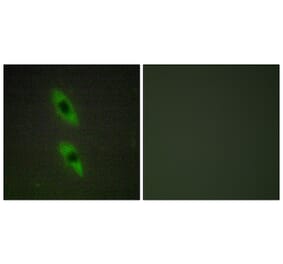 Immunofluorescence - Anti-FADD Antibody (C13053) - Antibodies.com