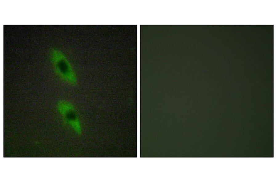 Immunofluorescence - Anti-FADD Antibody (C13053) - Antibodies.com