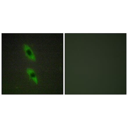 Immunofluorescence - Anti-FADD Antibody (C13053) - Antibodies.com