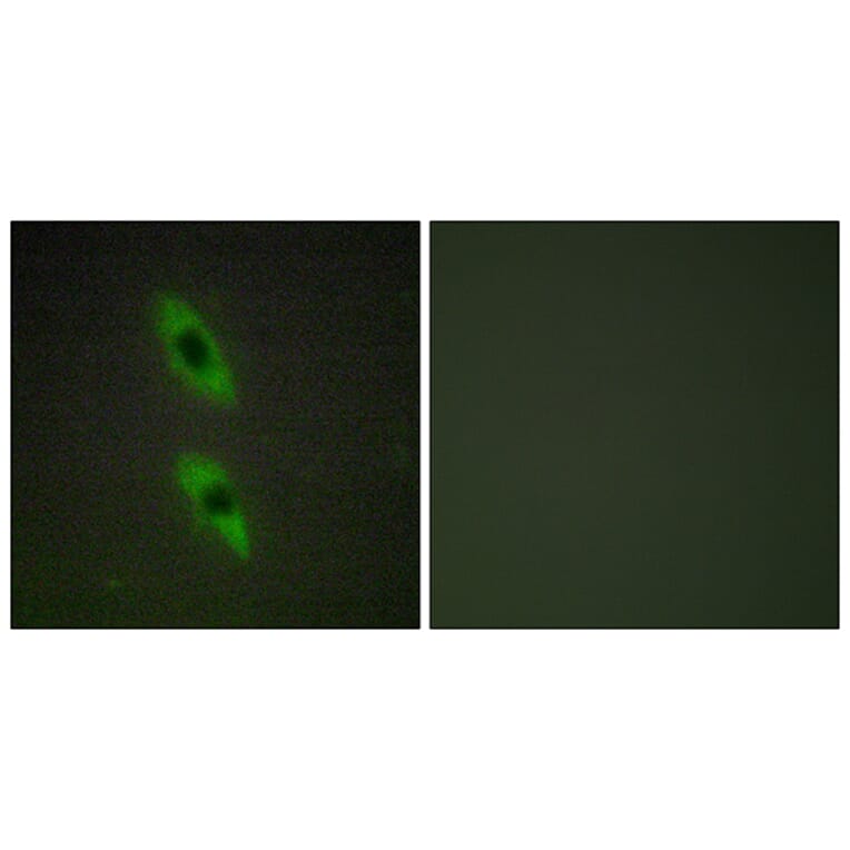 Immunofluorescence - Anti-FADD Antibody (C13053) - Antibodies.com