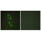 Immunofluorescence - Anti-FADD Antibody (C13053) - Antibodies.com