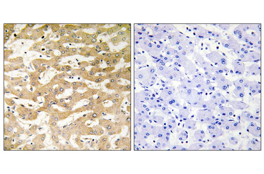 Immunohistochemistry - Anti-FADD Antibody (C13053) - Antibodies.com