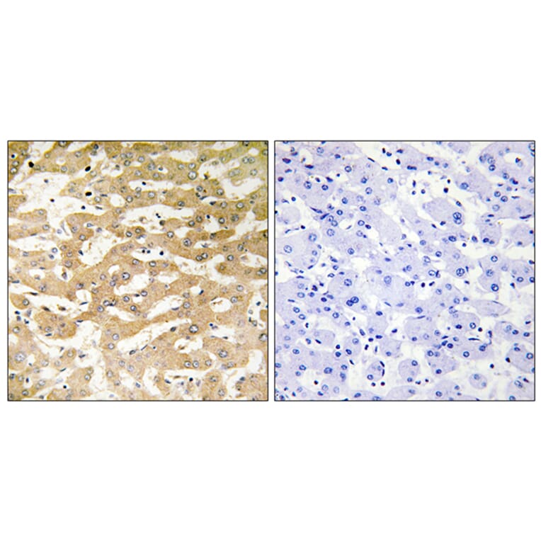 Immunohistochemistry - Anti-FADD Antibody (C13053) - Antibodies.com