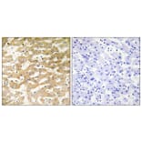 Immunohistochemistry - Anti-FADD Antibody (C13053) - Antibodies.com