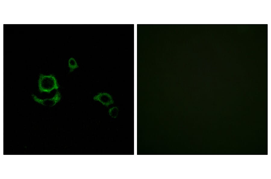 Immunofluorescence - Anti-F13B Antibody (C15182) - Antibodies.com
