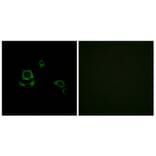 Immunofluorescence - Anti-F13B Antibody (C15182) - Antibodies.com