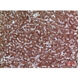 Immunohistochemistry - Anti-F11R Antibody (C30522) - Antibodies.com