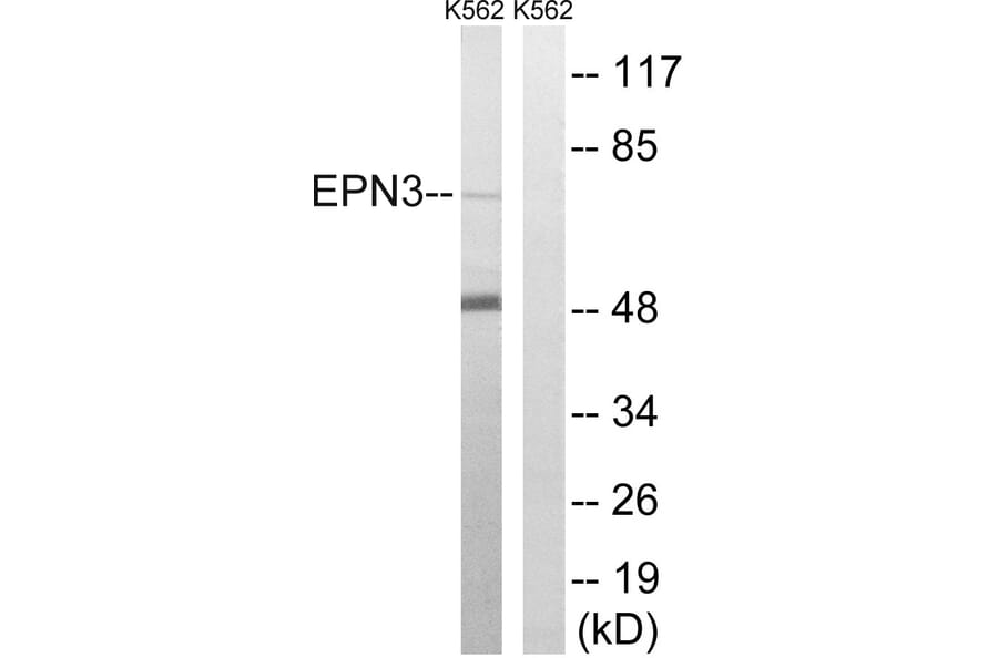 Western Blot - Anti-EPN3 Antibody (C15668) - Antibodies.com