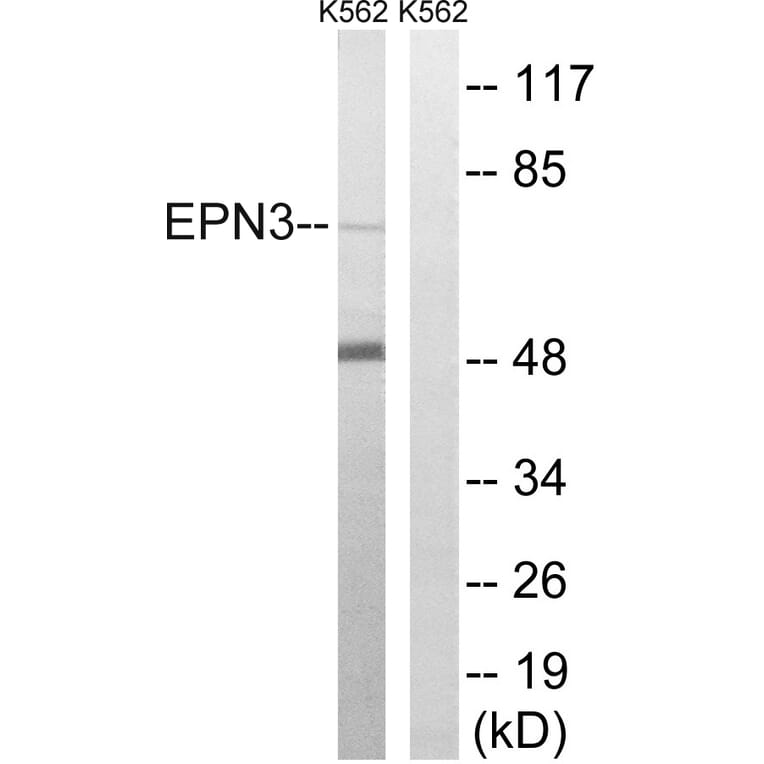 Western Blot - Anti-EPN3 Antibody (C15668) - Antibodies.com