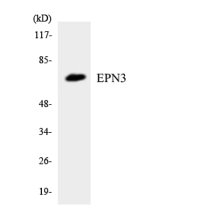 Western Blot - Anti-EPN3 Antibody (R12-2754) - Antibodies.com