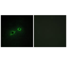 Immunofluorescence - Anti-ENTK Antibody (C10813) - Antibodies.com