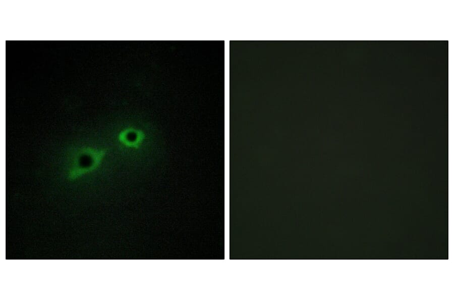 Immunofluorescence - Anti-ENTK Antibody (C10813) - Antibodies.com