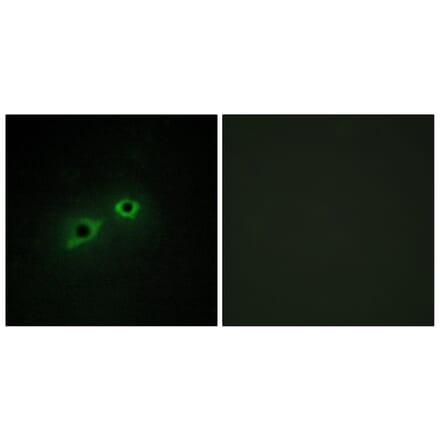 Immunofluorescence - Anti-ENTK Antibody (C10813) - Antibodies.com