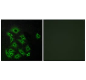 Immunofluorescence - Anti-EDG8 Antibody (G089) - Antibodies.com