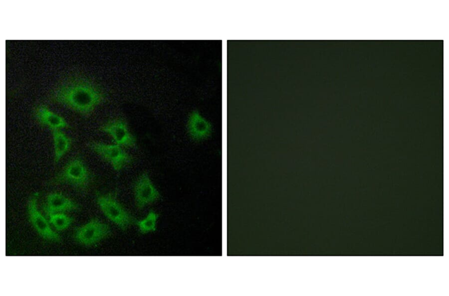 Immunofluorescence - Anti-EDG8 Antibody (G089) - Antibodies.com