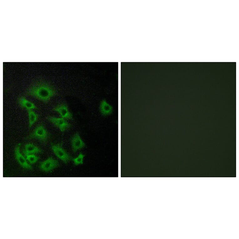 Immunofluorescence - Anti-EDG8 Antibody (G089) - Antibodies.com