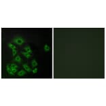 Immunofluorescence - Anti-EDG8 Antibody (G089) - Antibodies.com