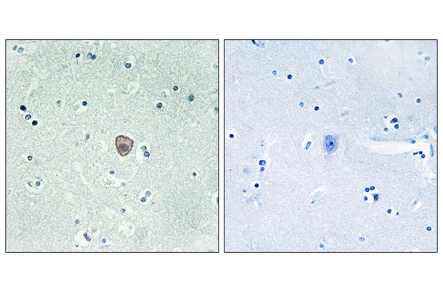 Immunohistochemistry - Anti-EDG8 Antibody (G089) - Antibodies.com