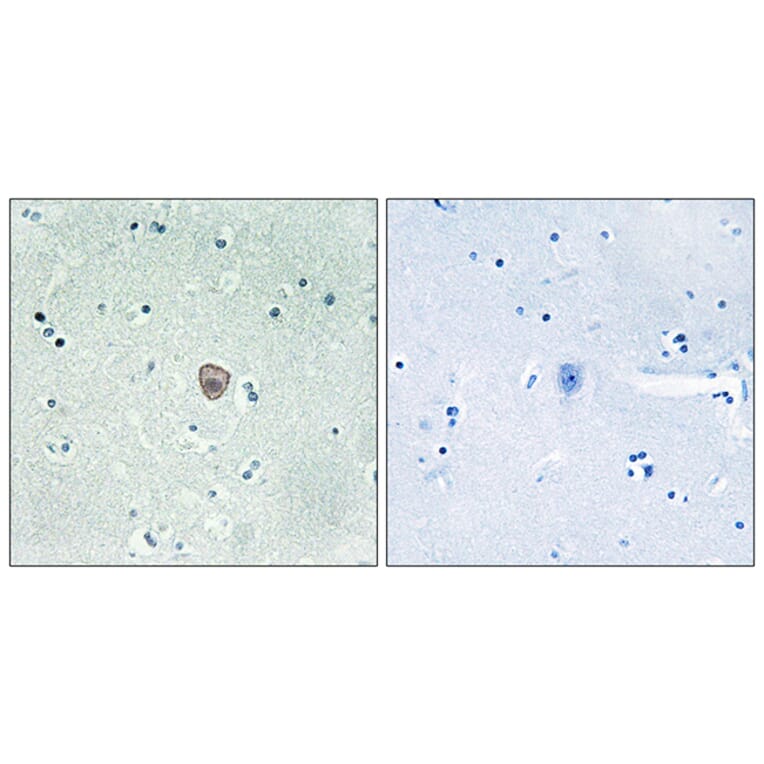 Immunohistochemistry - Anti-EDG8 Antibody (G089) - Antibodies.com