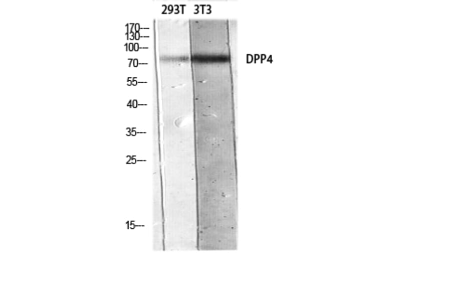 Western Blot - Anti-DPP4 Antibody (C30338) - Antibodies.com