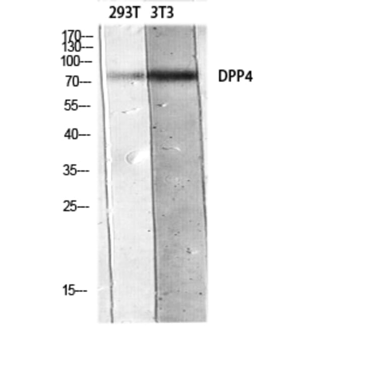 Western Blot - Anti-DPP4 Antibody (C30338) - Antibodies.com