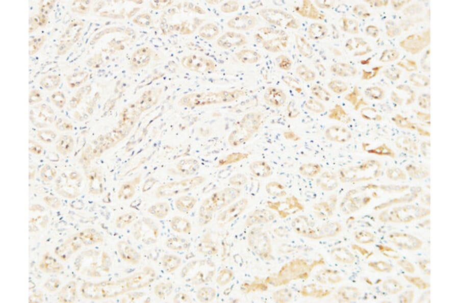 Immunohistochemistry - Anti-DPP4 Antibody (C30338) - Antibodies.com