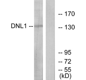 Western Blot - Anti-DNL1 Antibody (C13044) - Antibodies.com