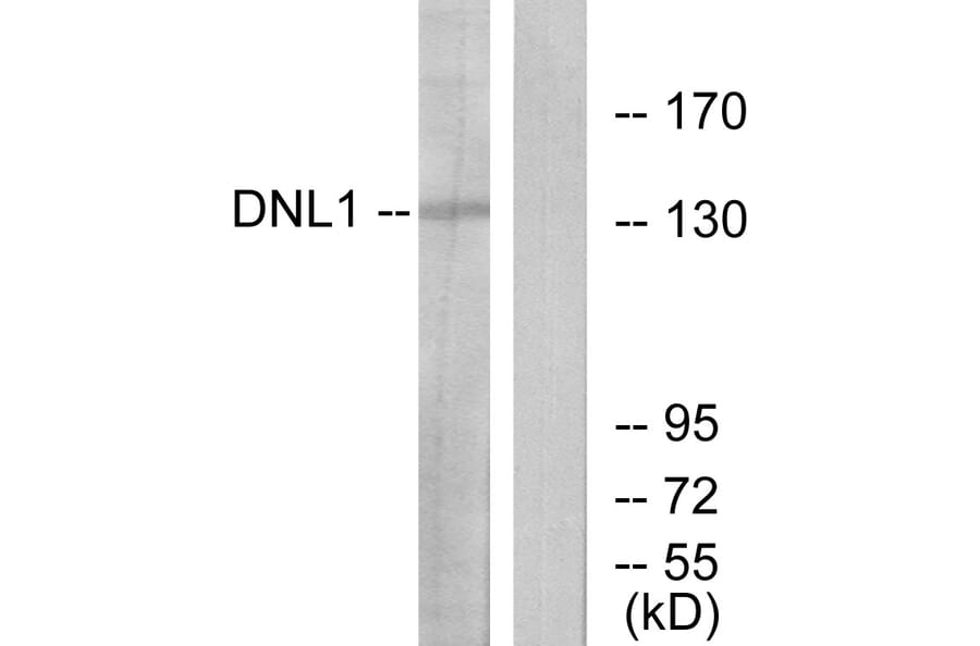 Western Blot - Anti-DNL1 Antibody (C13044) - Antibodies.com
